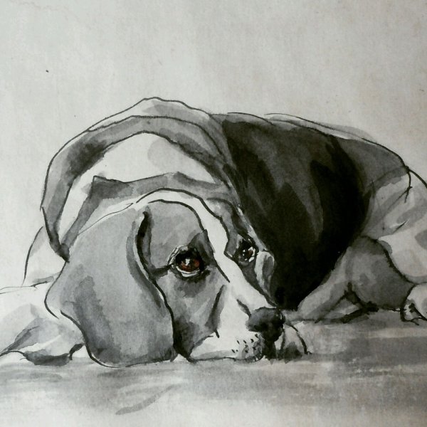 Собака лежит рисунок карандашом