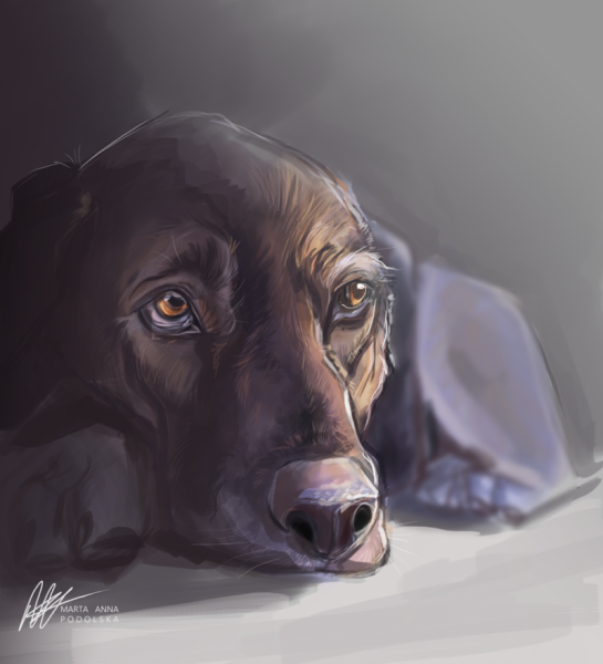 Грустная собачка арт