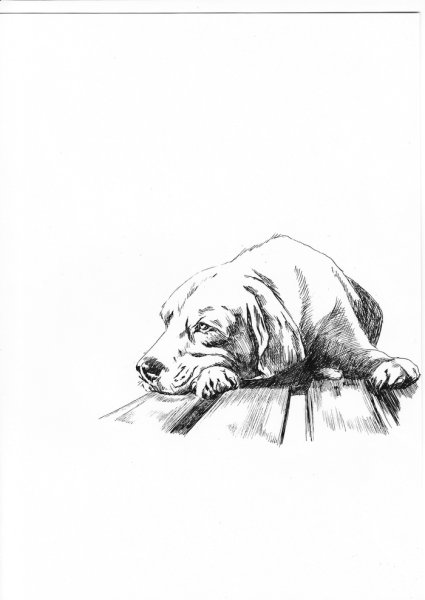 Собака грустит