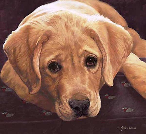 Лабрадор Джон