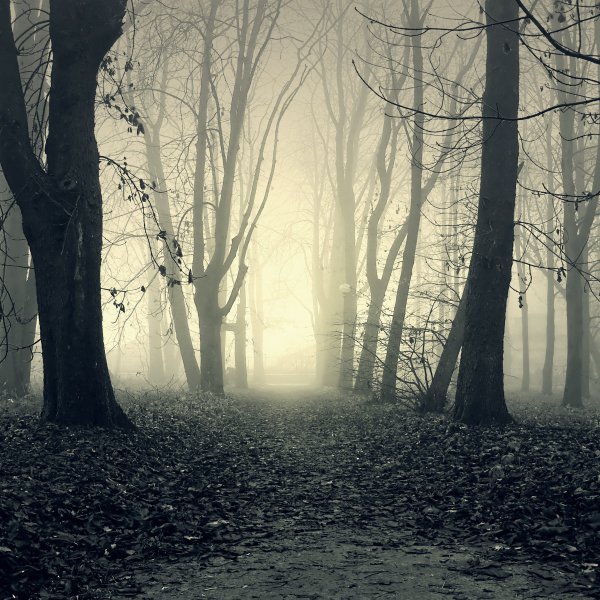 Темный мрачный лес