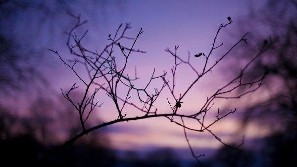 Эстетика природы