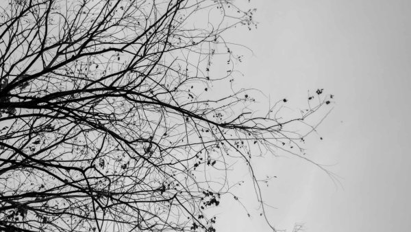 Мрачные ветки деревьев