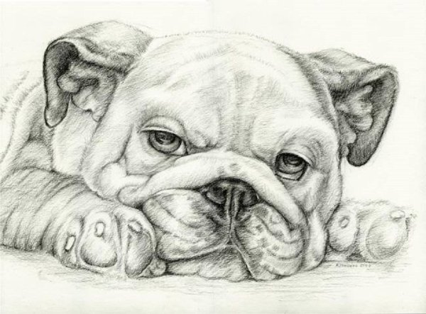 Бульдог рисунок карандашом