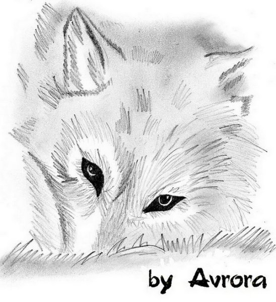 Грустный волк карандашом