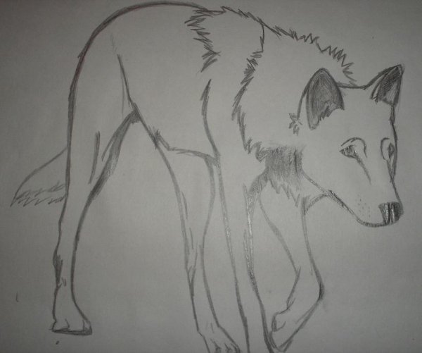 Волки для срисовки легкие