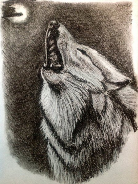 Волк карандашом