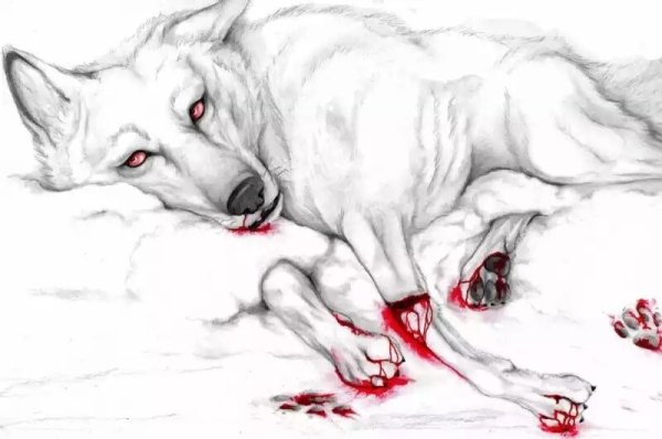 Раненый белый волк арт