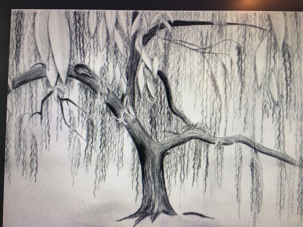 Плакучая Ива скетч