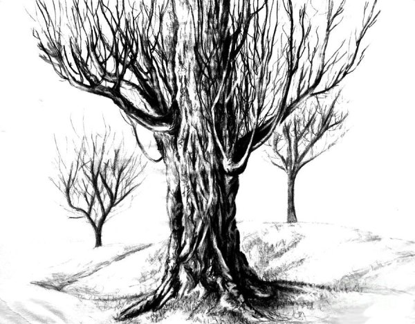 Облетевшее дерево рисунок