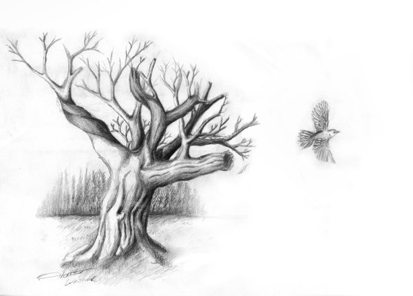 Дерево карандашом на половину