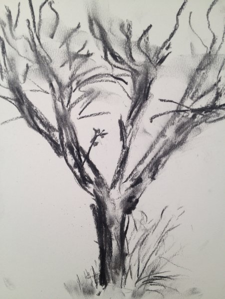 Рисование деревьев углем