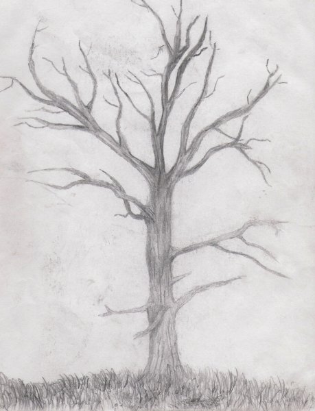Дерево простым карандашом