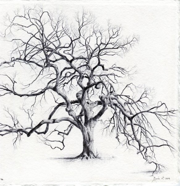 Дерево рисунок реалистично