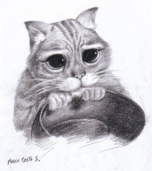 Кот из Шрека карандашом