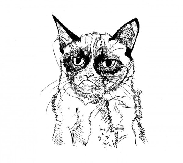 Сердитый кот