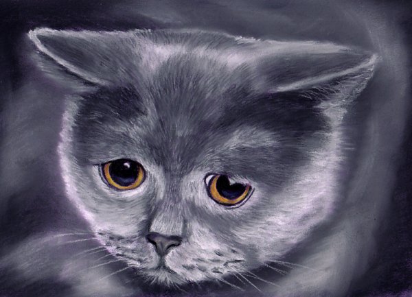 Грустный британский кот