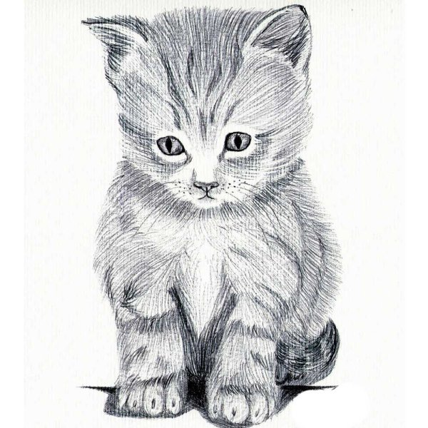 Серый котенок срисовка