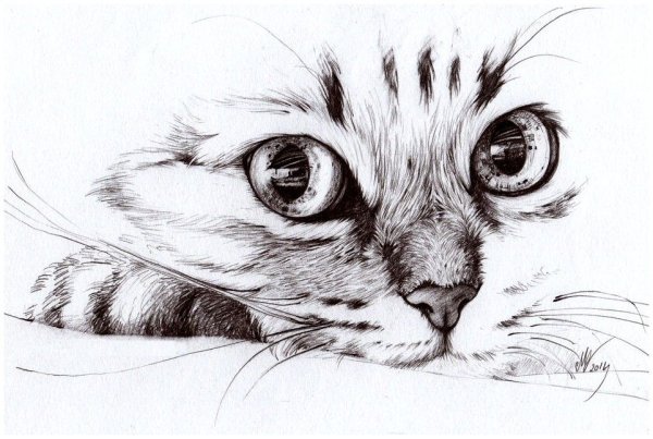 Рисунки котов карандашом