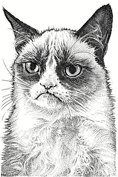 Недовольный кот