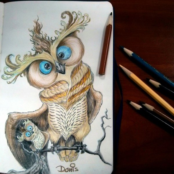 Смешные Совы цветными карандашами