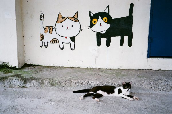 Кот на стене