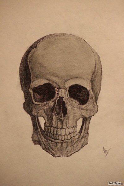 Череп рисунок карандашом