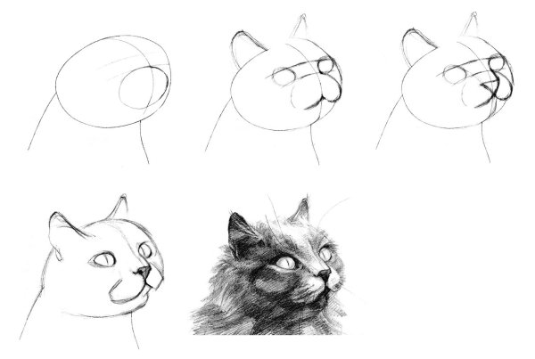 Рисование карандашом для начинающих взрослых