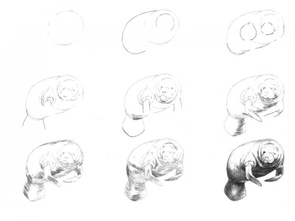 Срисовать рисунки карандашом для начинающих