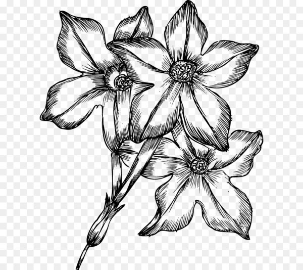 Цветы рисунок