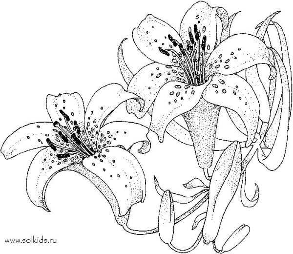 Лилия кудреватая раскраска