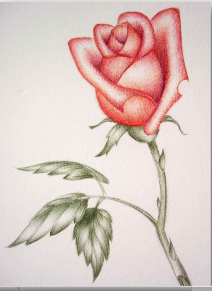 Цветы для срисовывания