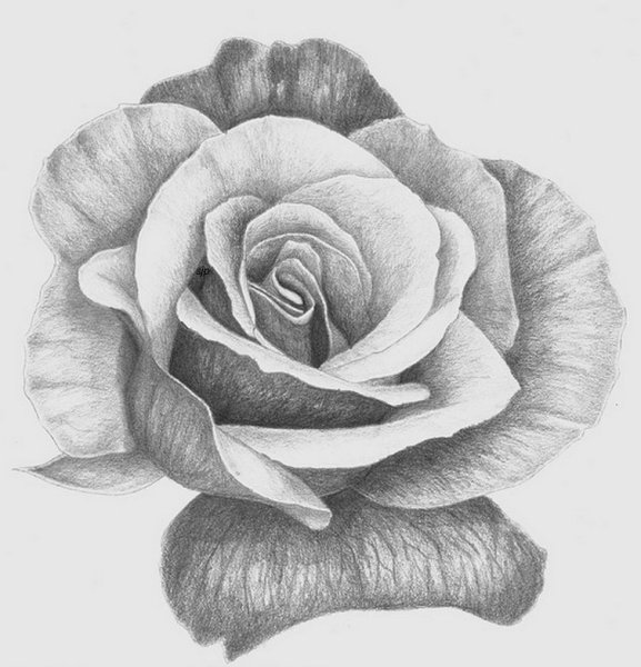 Цветы карандашом