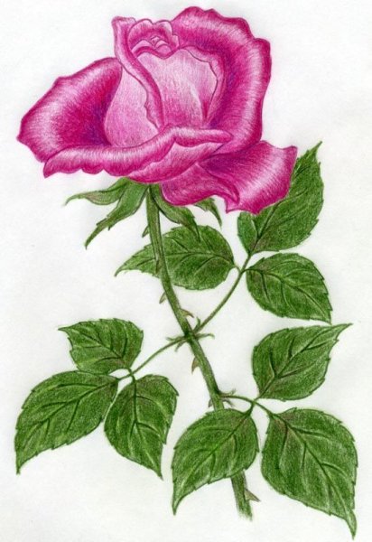 Цветы рисунок