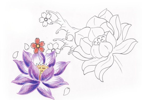 Цветок эскиз для рисования Лотос