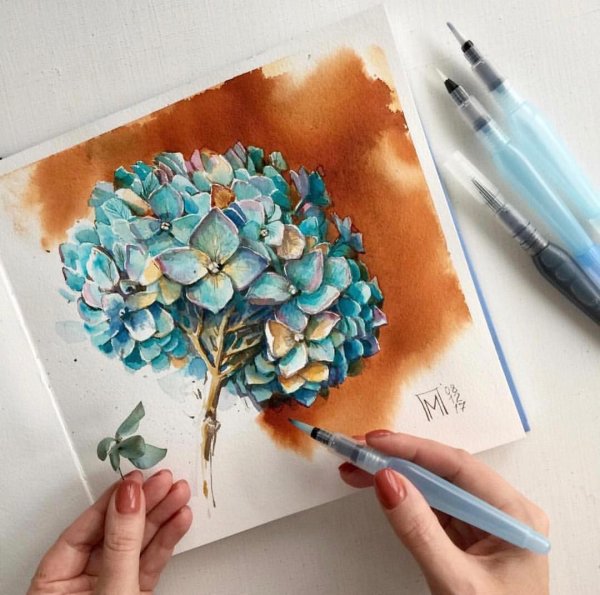 Гортензия скетчинг