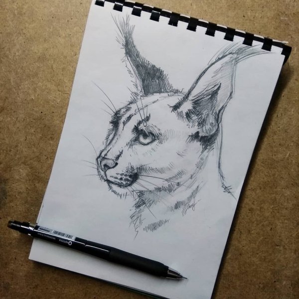 Рисование карандашом в скетчбуке животных