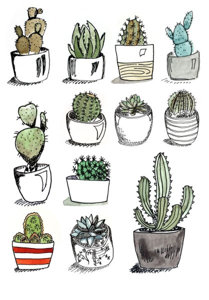 Суккуленты акварелью скетч