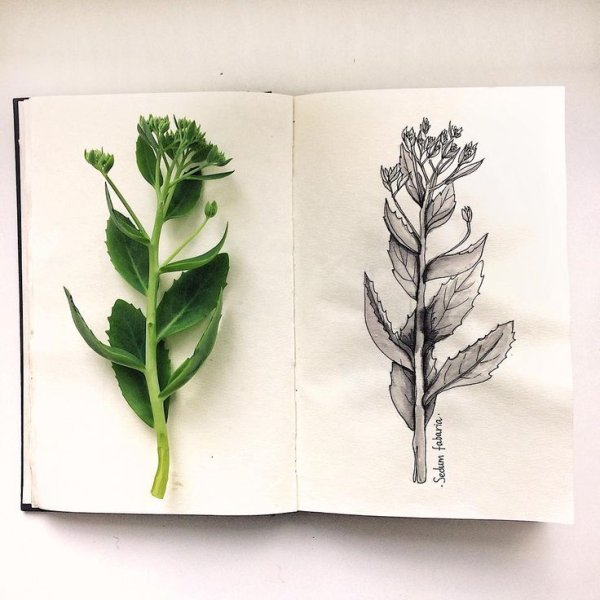 Зарисовки цветов для скетчбука