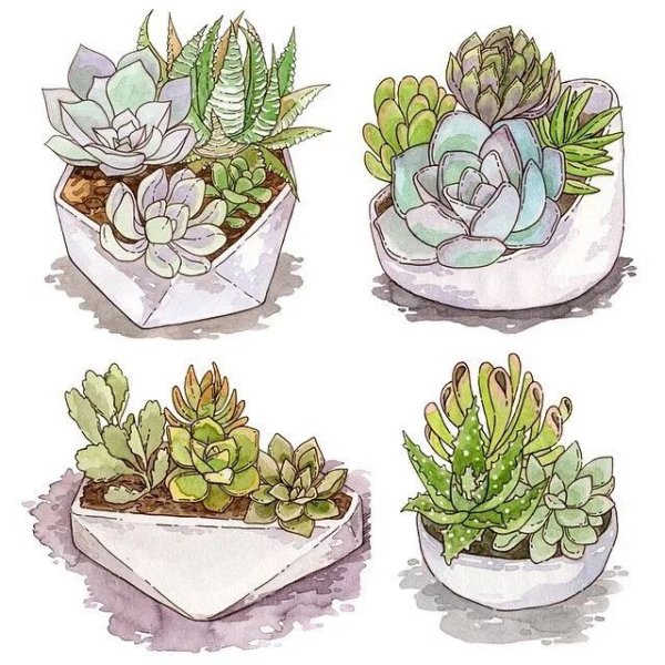 Суккуленты акварелью скетч