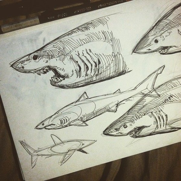 Анатомия акулы для рисования