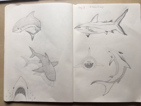 Скетчбук. Акулы