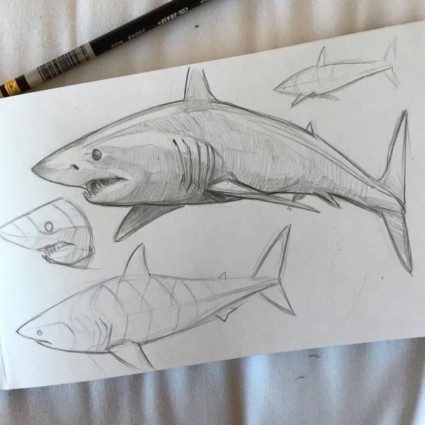 Анатомия акулы для рисования