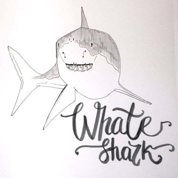Акула для скетчбука