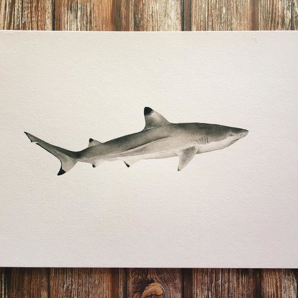 Акула для скетчбука