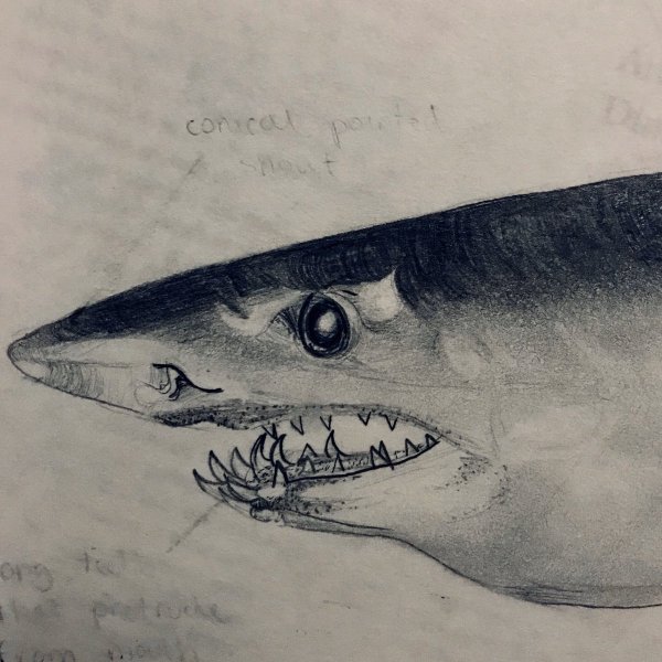 Лисья акула арт