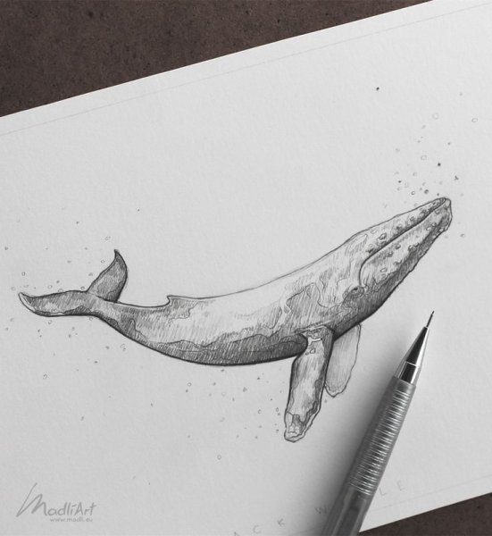 Скетчи китов