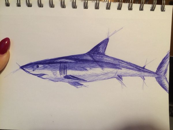Акула рисунок ручкой