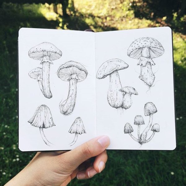 Гриб для скетчбука