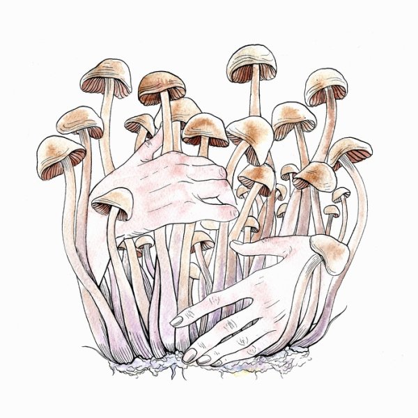 Грибы скетч